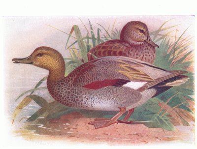 Gadwall by Archibald Thorburn